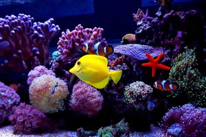 Right Fish For Your Saltwater Tank