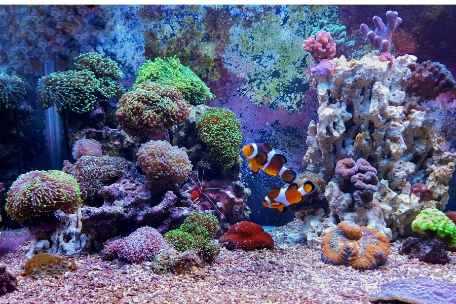 saltwater aquarium reef tank services