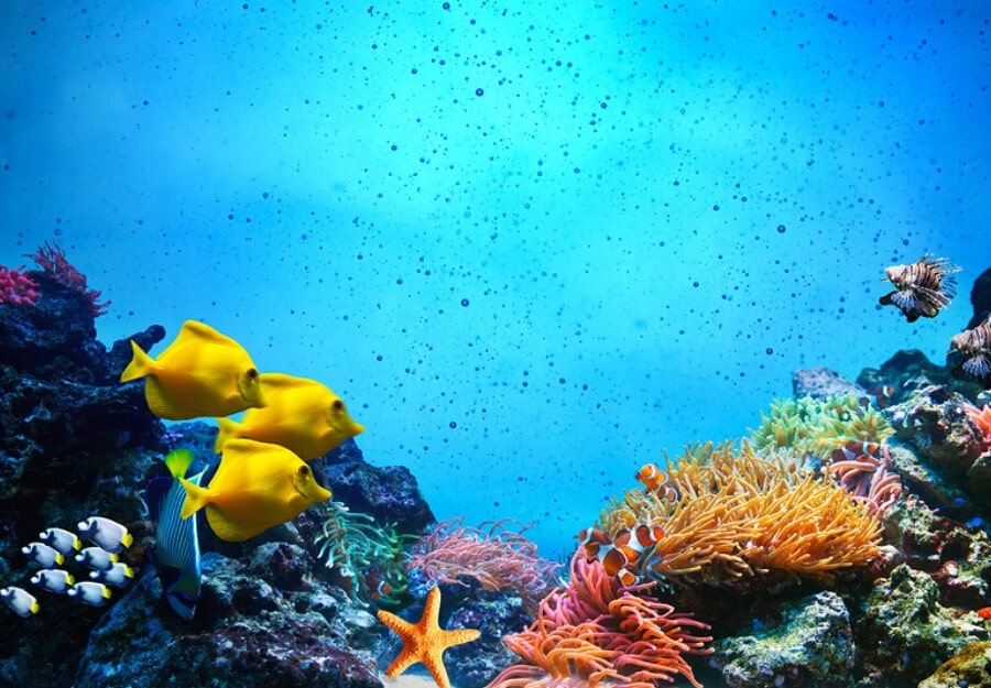 What do I need to set up a marine aquarium? - Help Guides