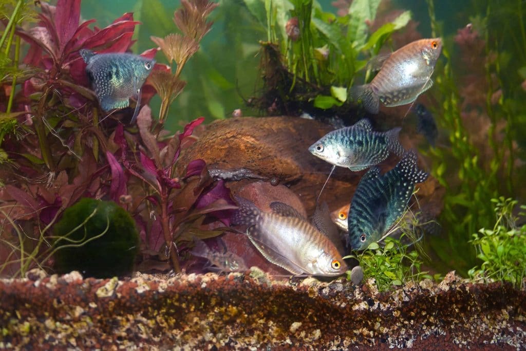 Aquarium Fish Swim In An Aquarium With Beautiful Algae.