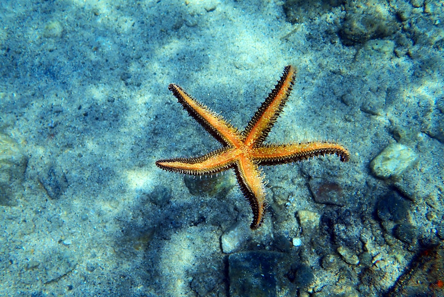 starfish in boca raton aquarium