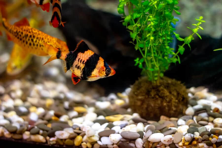 water parameters for home aquariums